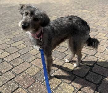 Rescue Goldendoodle and Siberian Husky Dogs for Adoption in Myrtle Beach, South Carolina - Stella Rose | PetCurious