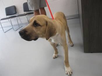 A387529 -  Great Dane and Mixed Breed Dog for Adoption in Ocala, Florida - A387529 | PetCurious