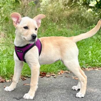 Kristin -  Retriever and Mixed Breed Dog for Adoption in East Hampton, New York - Kristin | PetCurious