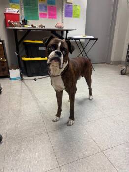 Tuck -  Boxer Dog for Adoption in Sorrento, Louisiana - Tuck | PetCurious