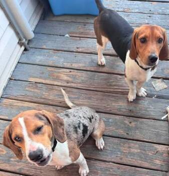 Wyatt -  Beagle and Catahoula Leopard Dog Dog for Adoption in Kent, Washington - Wyatt | PetCurious