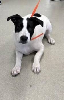 Domino -  Terrier Dog for Adoption in Maryville, Tennessee - Domino | PetCurious