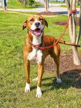 Jesse -  Mixed Breed Dog for Adoption in Orangeburg, South Carolina - Jesse | PetCurious