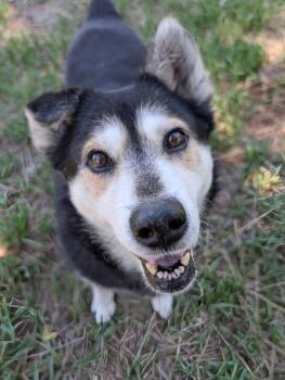 Sally -  Australian Cattle Dog Blue Heeler Dog for Adoption in Littleton, Colorado - Sally | PetCurious