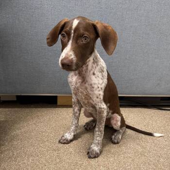 Velo -  German Shorthaired Pointer and Mixed Breed Dog for Adoption in League City, Texas - Velo | PetCurious