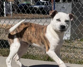 Catahoula Leopard Dog and American Bulldog Dogs Available for Adoption - Pup Cobalt | PetCurious