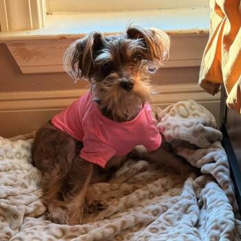 Muffin -  Miniature Schnauzer and Mixed Breed Dog for Adoption in Rockville, Maryland - Muffin | PetCurious