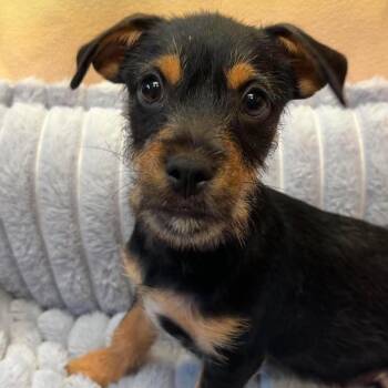 Dumpling -  Yorkshire Terrier Dog for Adoption in Valparaiso, Indiana - Dumpling | PetCurious