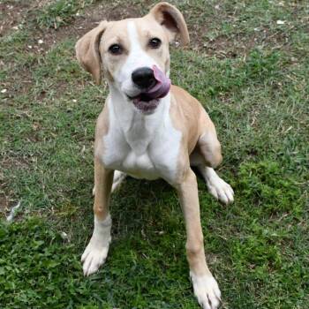 Labrador Retriever and Mixed Breed Dogs Available for Adoption in Beaumont, Texas - Fawn | PetCurious