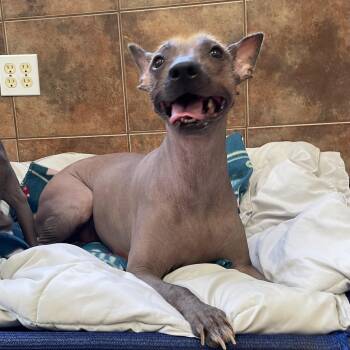 Hawkins -  Xoloitzcuintli Mexican Hairless Dog for Adoption in Heber Springs, Arkansas - Hawkins | PetCurious