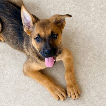 German Shepherd Dog and Belgian Shepherd Malinois Dogs Available for Adoption in Austin, Texas - Paul LLD | PetCurious