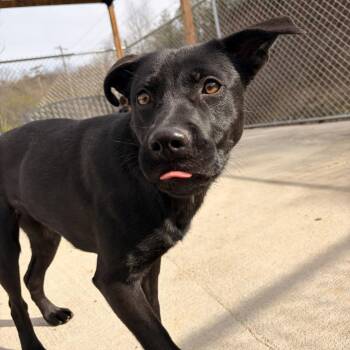 German Shepherd Dog and Labrador Retriever Dogs Available for Adoption in Franklin, North Carolina - Bun | PetCurious