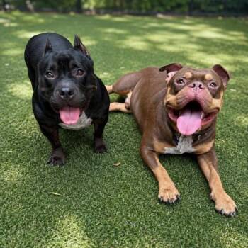 Bentley -  Mixed Breed Dog for Adoption in Hopkinton, Massachusetts - Bentley | PetCurious