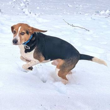 Beagle Dogs Available for Adoption - Lost City | PetCurious