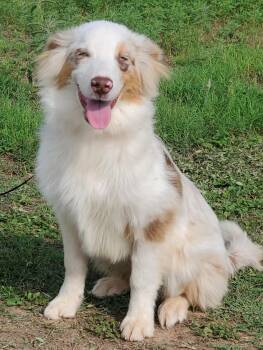 Betty -  Australian Shepherd Dog for Adoption in Snyder, Texas - Betty | PetCurious
