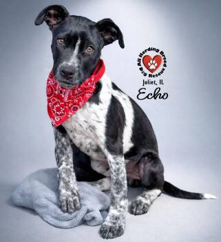Cattle Dog Dogs Available for Adoption - Echo | PetCurious