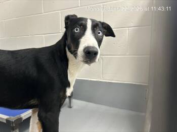 ASTRO BOY -  Siberian Husky and Mixed Breed Dog for Adoption in Ocala, Florida - ASTRO BOY | PetCurious