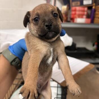Arthur The King A2 -  Mixed Breed Dog for Adoption in Edinburg, Texas - Arthur The King A2 | PetCurious