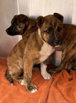 Mixed Breed Dogs Available for Adoption in Kansas City, Missouri - Bert | PetCurious