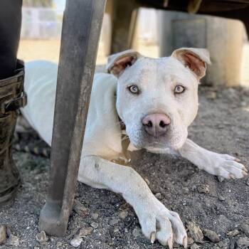 Towns -  Mixed Breed Dog for Adoption in Oakland, California - Towns | PetCurious