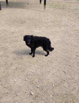 Terrier Dogs Available for Adoption in Maquoketa, Iowa - Duncan | PetCurious