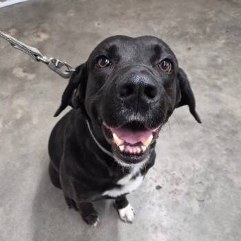 Rescue Labrador Retriever and Mixed Breed Dogs for Adoption in Tampa, Florida - Herculese | PetCurious