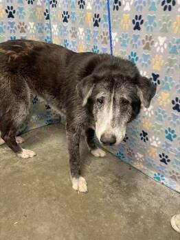 Labrador Retriever and Great Pyrenees Dogs Available for Adoption in Rosenberg, Texas - MABLE | PetCurious