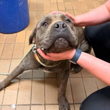 Vandergriff -  Mastiff Dog for Adoption in Birmingham, Alabama - Vandergriff | PetCurious