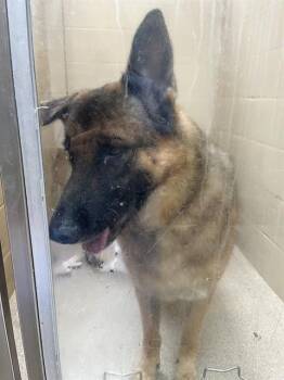 GOOSE -  German Shepherd Dog Dog for Adoption in Aliquippa, Pennsylvania - GOOSE | PetCurious