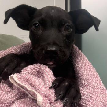Phantom -  Mixed Breed Dog for Adoption in Portland, Oregon - Phantom | PetCurious