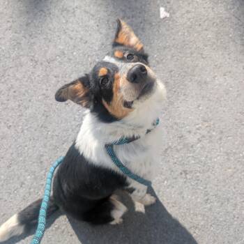 Australian Cattle Dog Blue Heeler Dogs Available for Adoption in Watertown, New York - Harriet L-9-26 | PetCurious