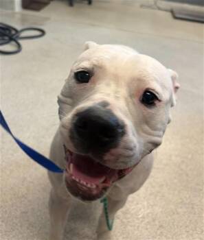 American Bulldog and Mixed Breed Dogs Available for Adoption - WILLOW | PetCurious
