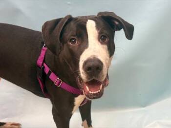 Mozzi -  Hound and Mixed Breed Dog for Adoption in Minneapolis, Minnesota - Mozzi | PetCurious