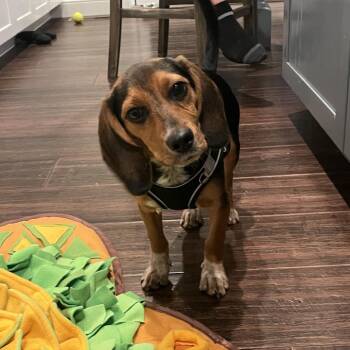 Copper -  Beagle Dog for Adoption in Festus, Missouri - Copper | PetCurious