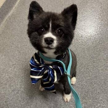Oreo -  Pomeranian Dog for Adoption in Worcester, Massachusetts - Oreo | PetCurious