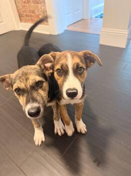 Maverick -  Cattle Dog Dog for Adoption in Denver, Colorado - Maverick | PetCurious