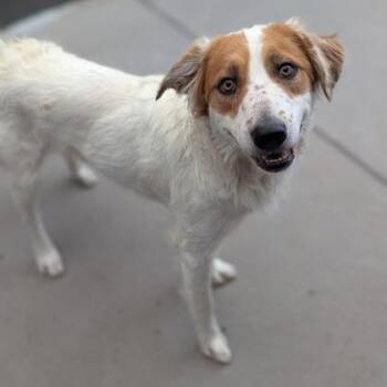 Spot -  Shepherd and Mixed Breed Dog for Adoption in Tacoma, Washington - Spot | PetCurious