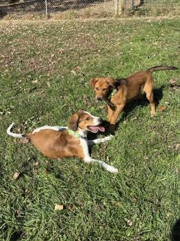 Jason -  Hound Dog for Adoption in Osgood, Indiana - Jason | PetCurious