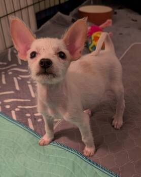 WREN -  Chihuahua Dog for Adoption in Broomfield, Colorado - WREN | PetCurious