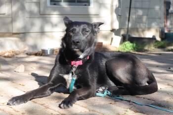 Rescue German Shepherd Dog Dogs for Adoption in Austin, Texas - Persephone | PetCurious