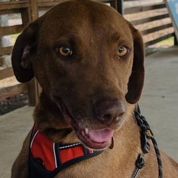 Mona -  Labrador Retriever and Vizsla Dog for Adoption in Pass Christian, Mississippi - Mona | PetCurious