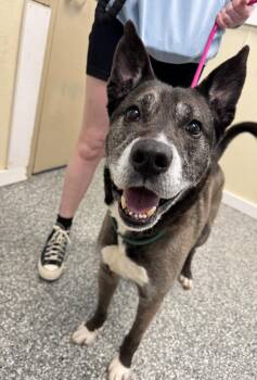 Cattle Dog Dogs Available for Adoption in Liverpool, New York - Bentley | PetCurious