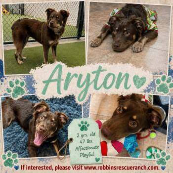 Retriever and Spaniel Dogs Available for Adoption in Brenham, Texas - Ayrton | PetCurious