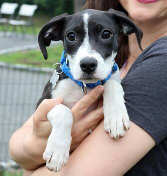 Stan -  Beagle and Hound Dog for Adoption in Harrison, New York - Stan | PetCurious
