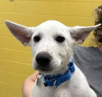 Labrador Retriever and Shepherd Dogs Available for Adoption in Golden, Colorado - Cobalt | PetCurious