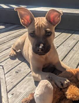 Cattle Dog Dogs Available for Adoption in Seattle, Washington - Dibs | PetCurious