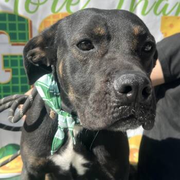 Snickers -  Rottweiler Dog for Adoption in Aledo, Texas - Snickers | PetCurious