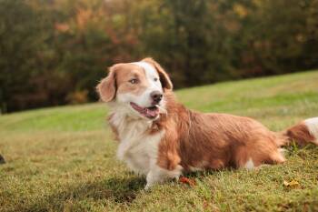 Rescue Corgi and Mixed Breed Dogs for Adoption in Gradyville, Kentucky - Braveheart | PetCurious