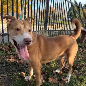 Kix -  Pit Bull Terrier Dog for Adoption in Buffalo, New York - Kix | PetCurious
