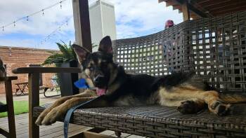 Soda -  German Shepherd Dog Dog for Adoption in Tulsa, Oklahoma - Soda | PetCurious